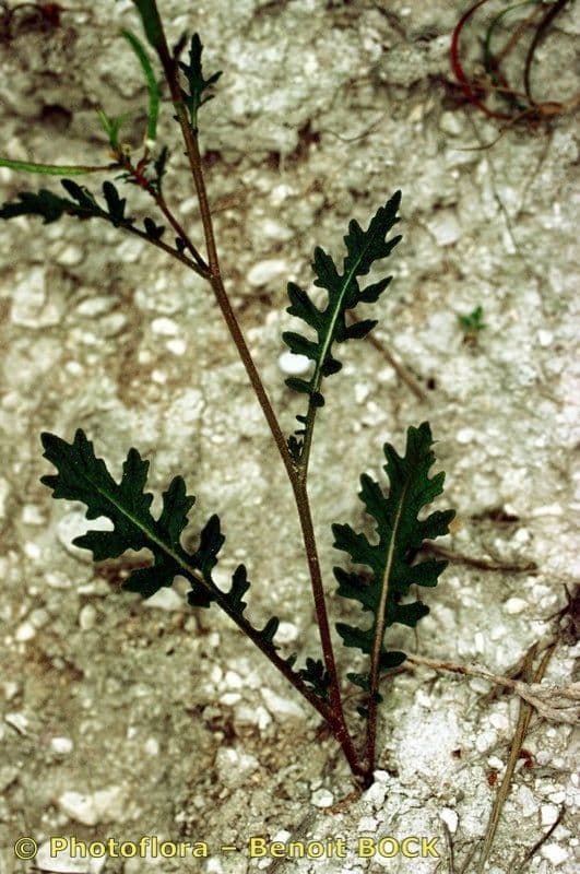 Erucastrum gallico 21