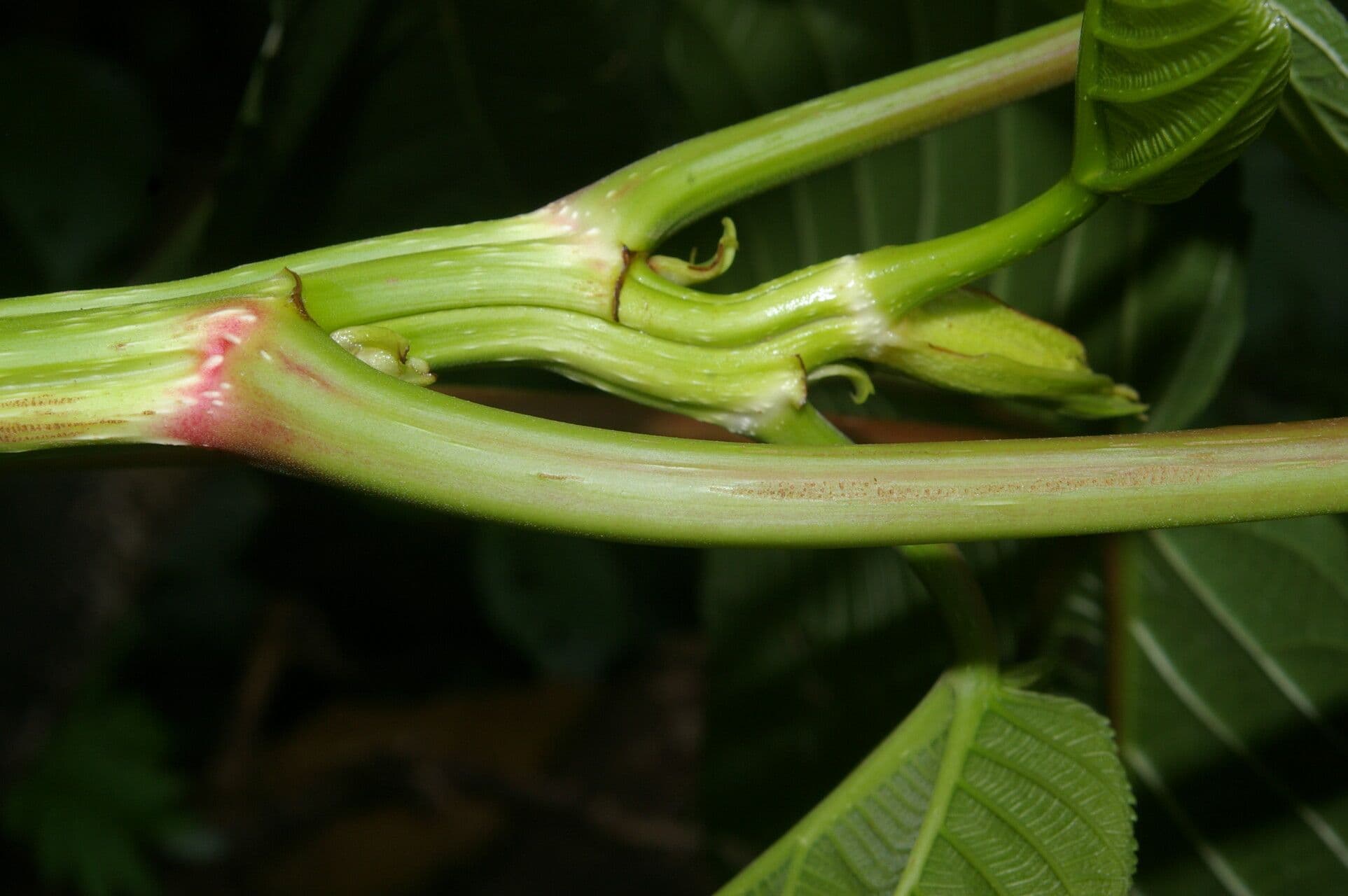 Urera 7