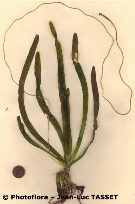 Vallisneria a spirale 18
