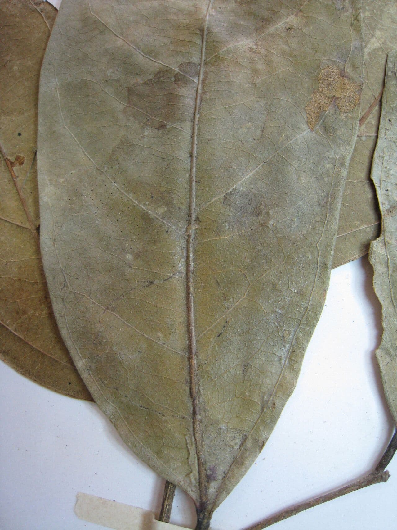 Leonia glycycarpa 16