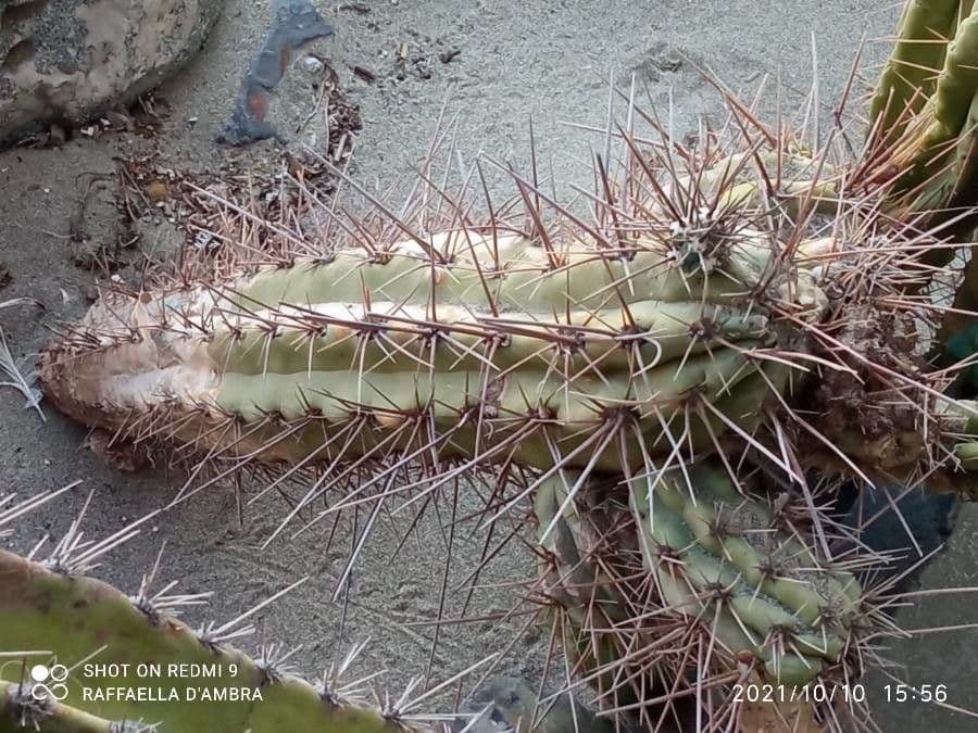 Cactus organo 26