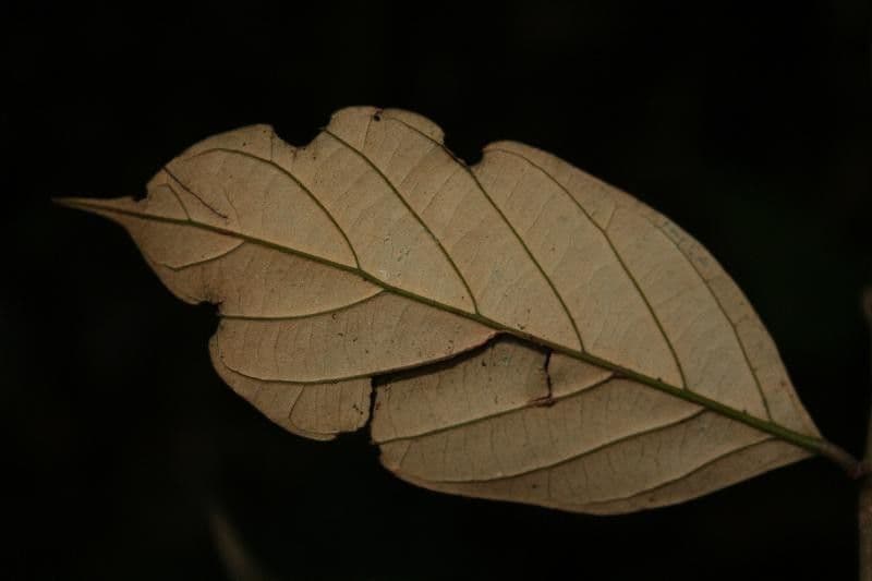 Licania 4