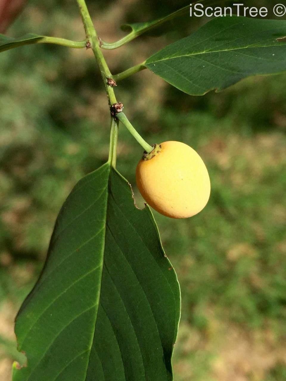 Berchemia discolor 2