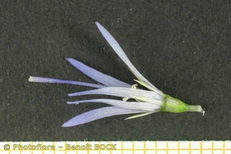 Jasione 26