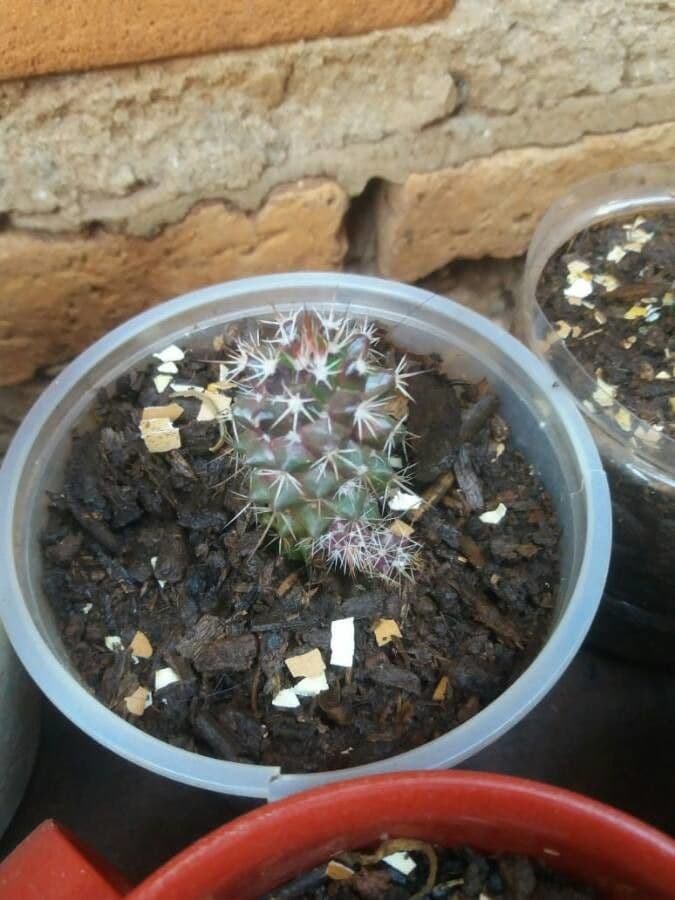 Cactus coussin de Backeberg 11