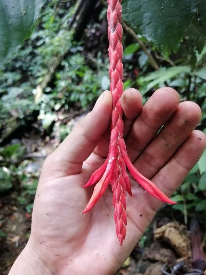 Aphelandra 3