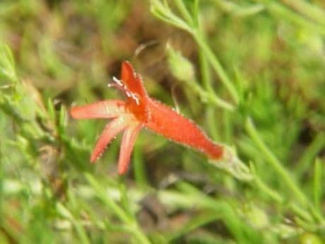 Penstemon 6