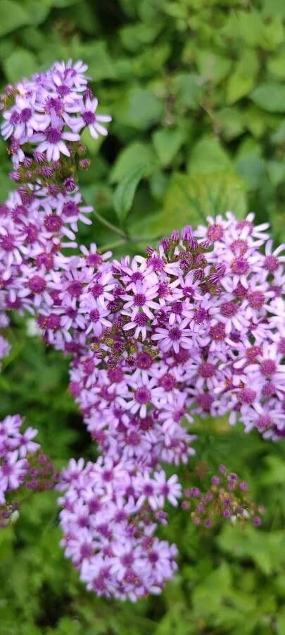 Pericallis 4