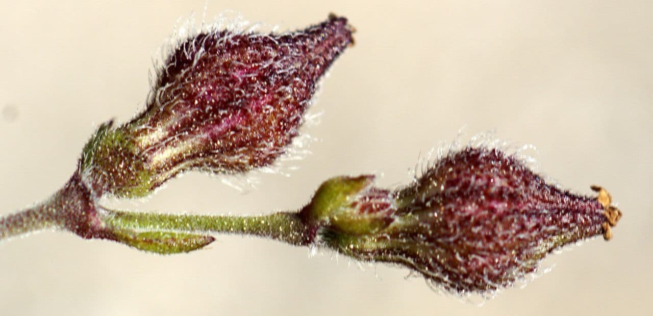 Silene gallica