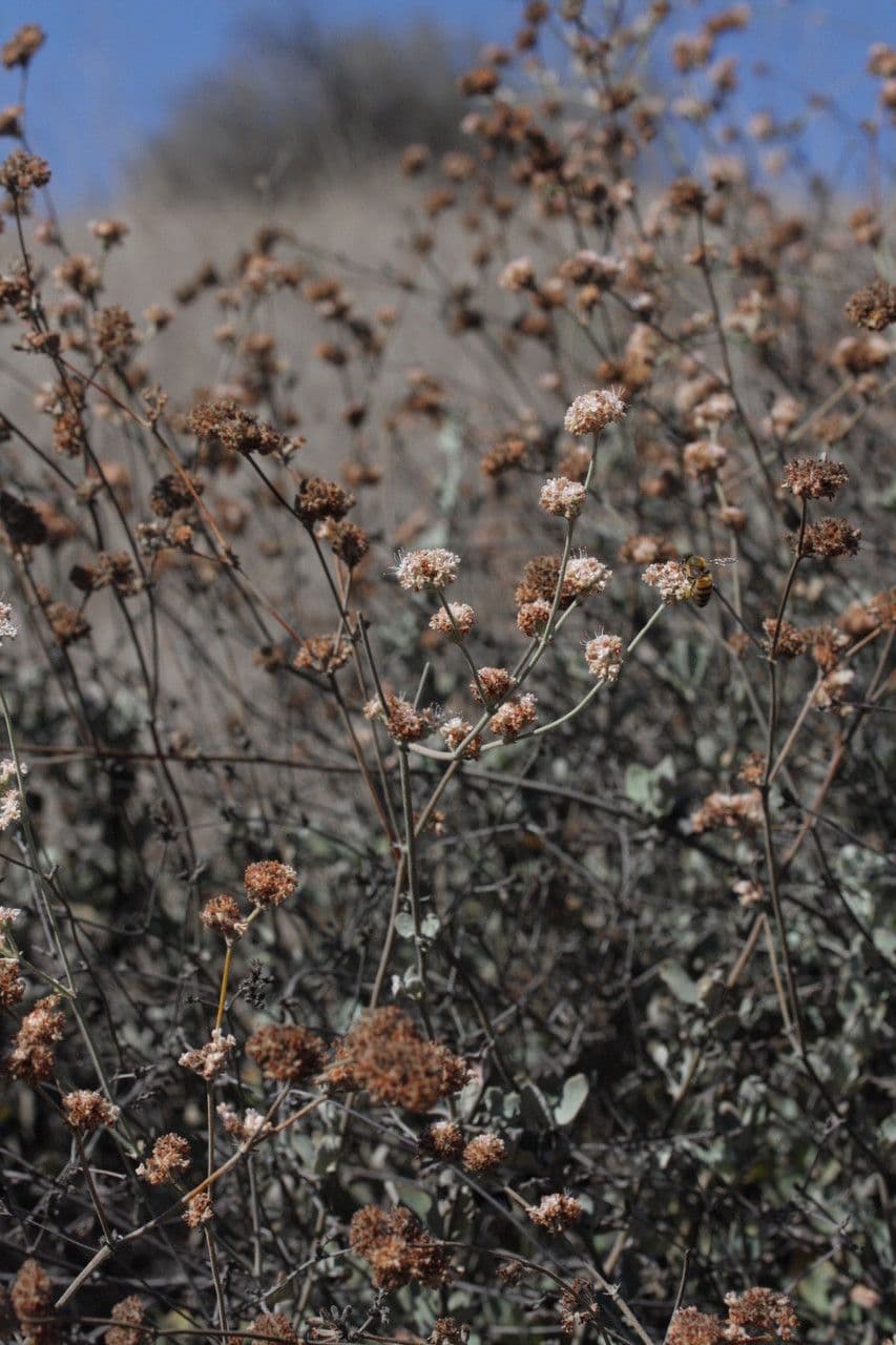 Eriogonum 9