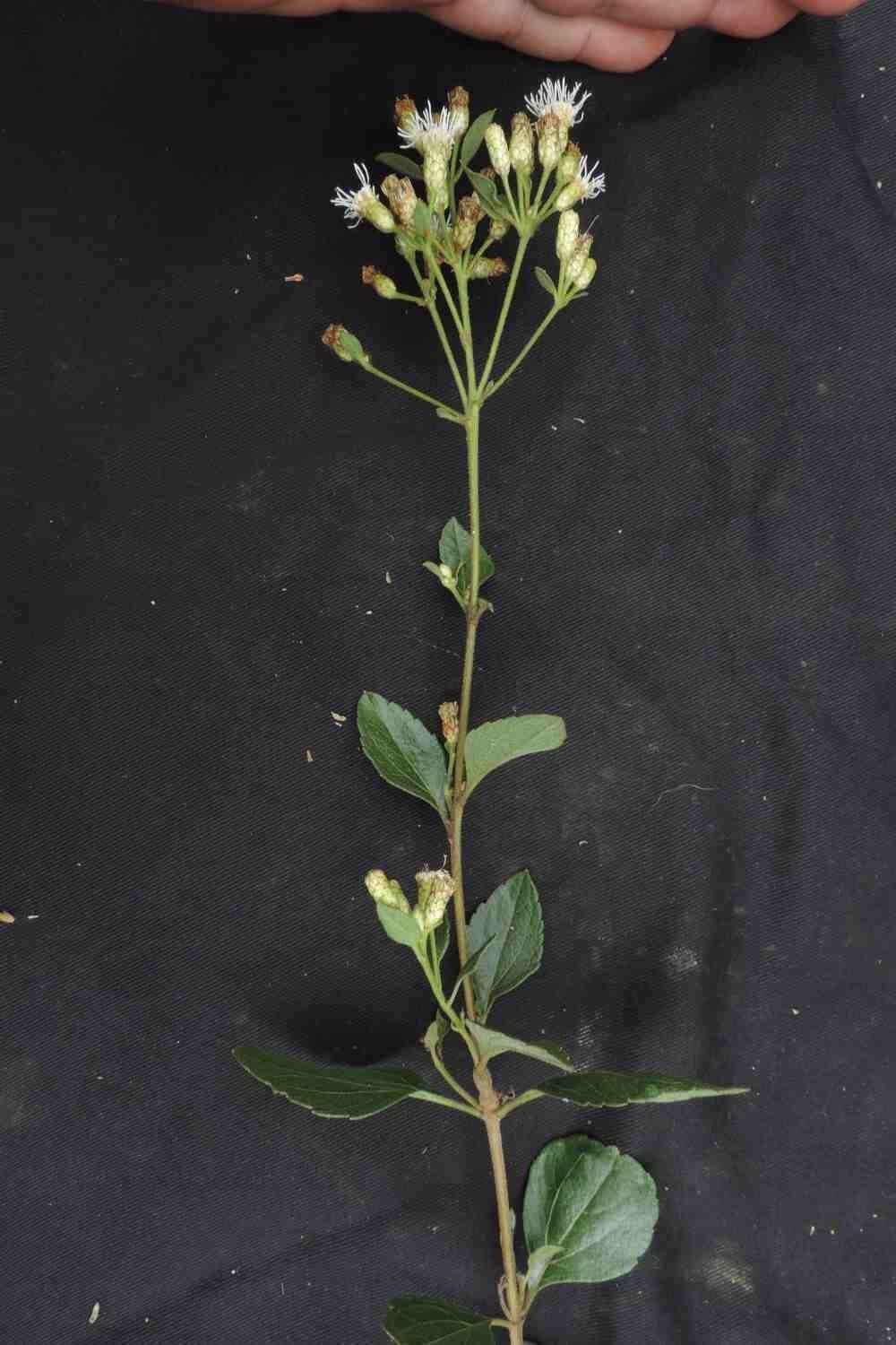 Chromolaena 6