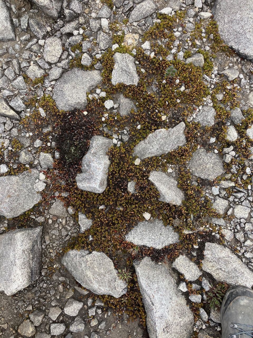 Muehlenbeckia 2