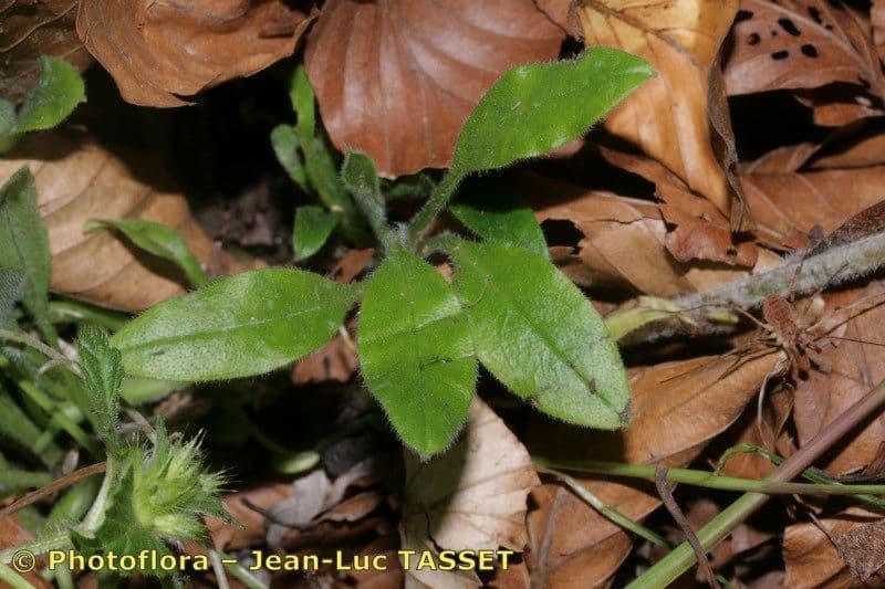 Myosotis décombant 15