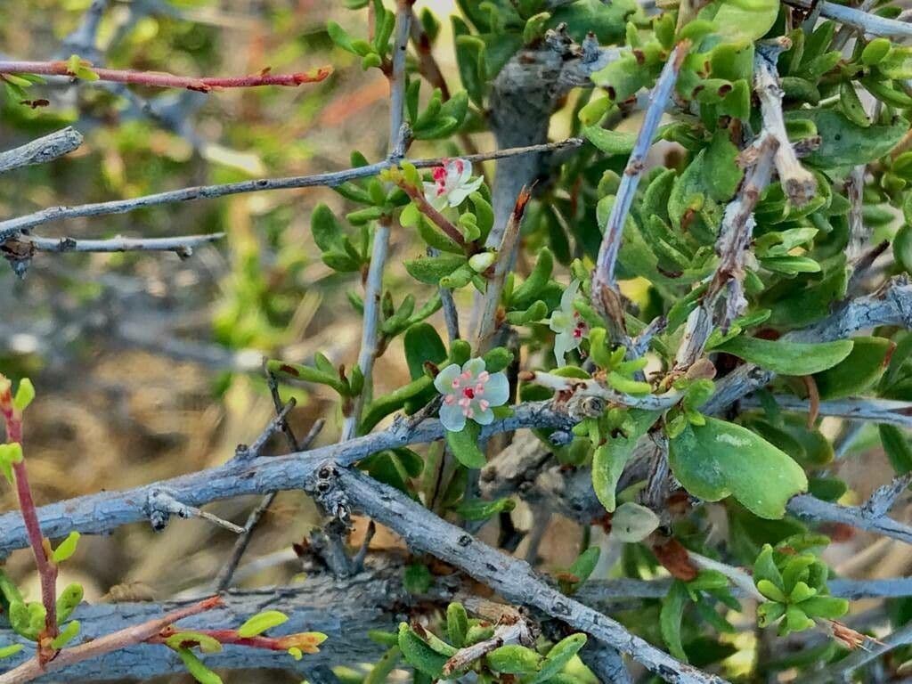 Pteropyrum 3