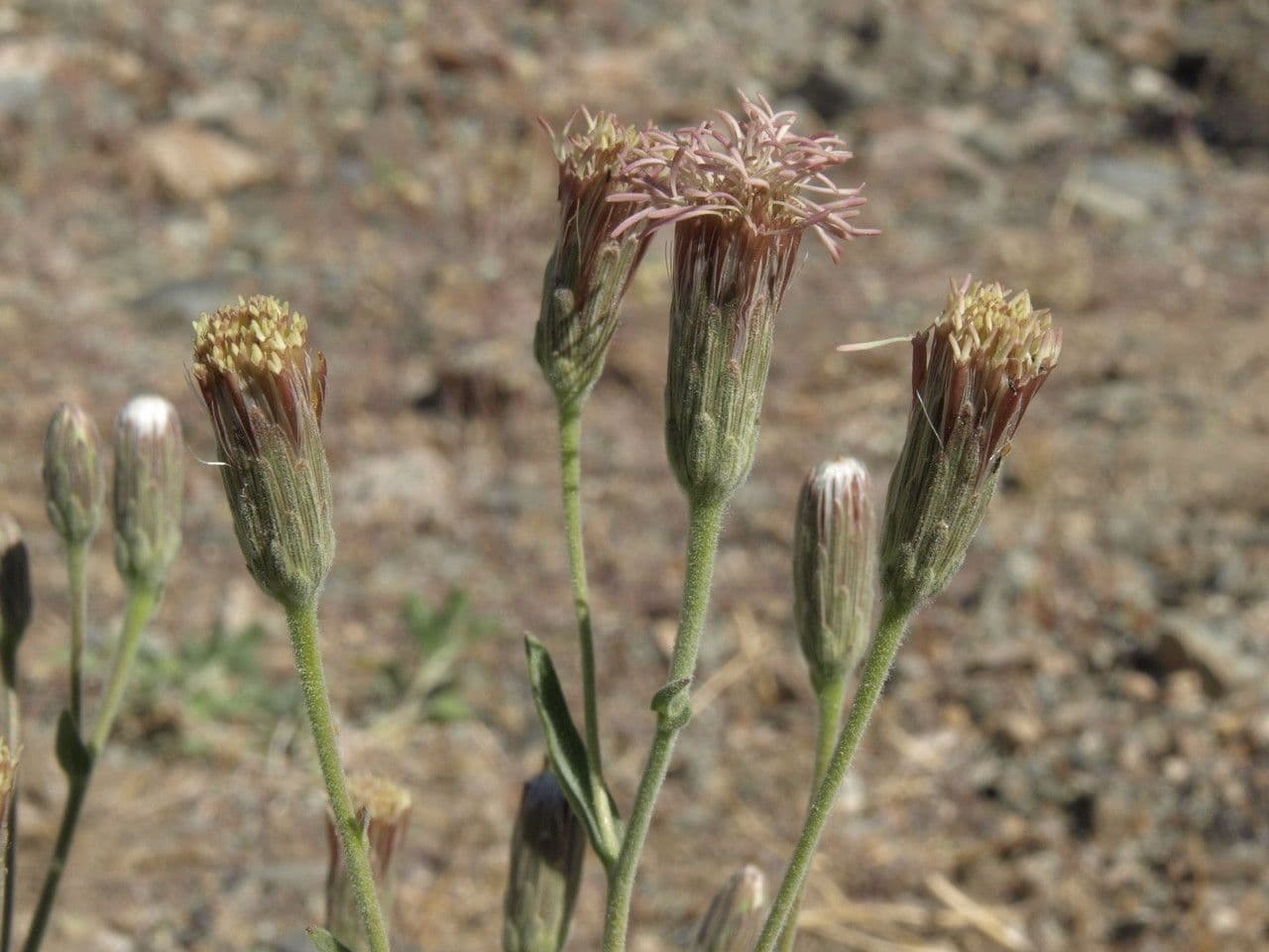 Brickellia 2
