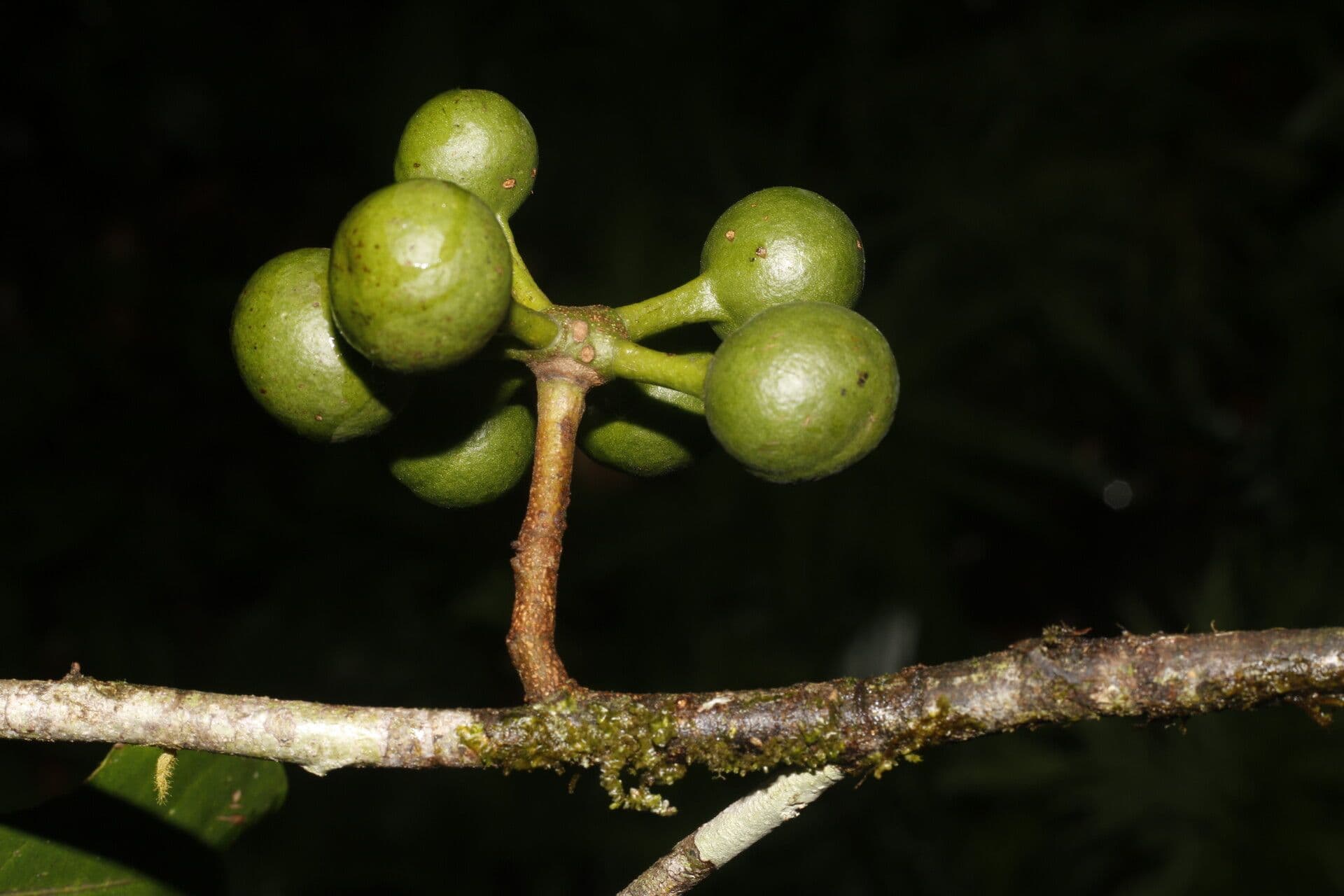 Unonopsis 4