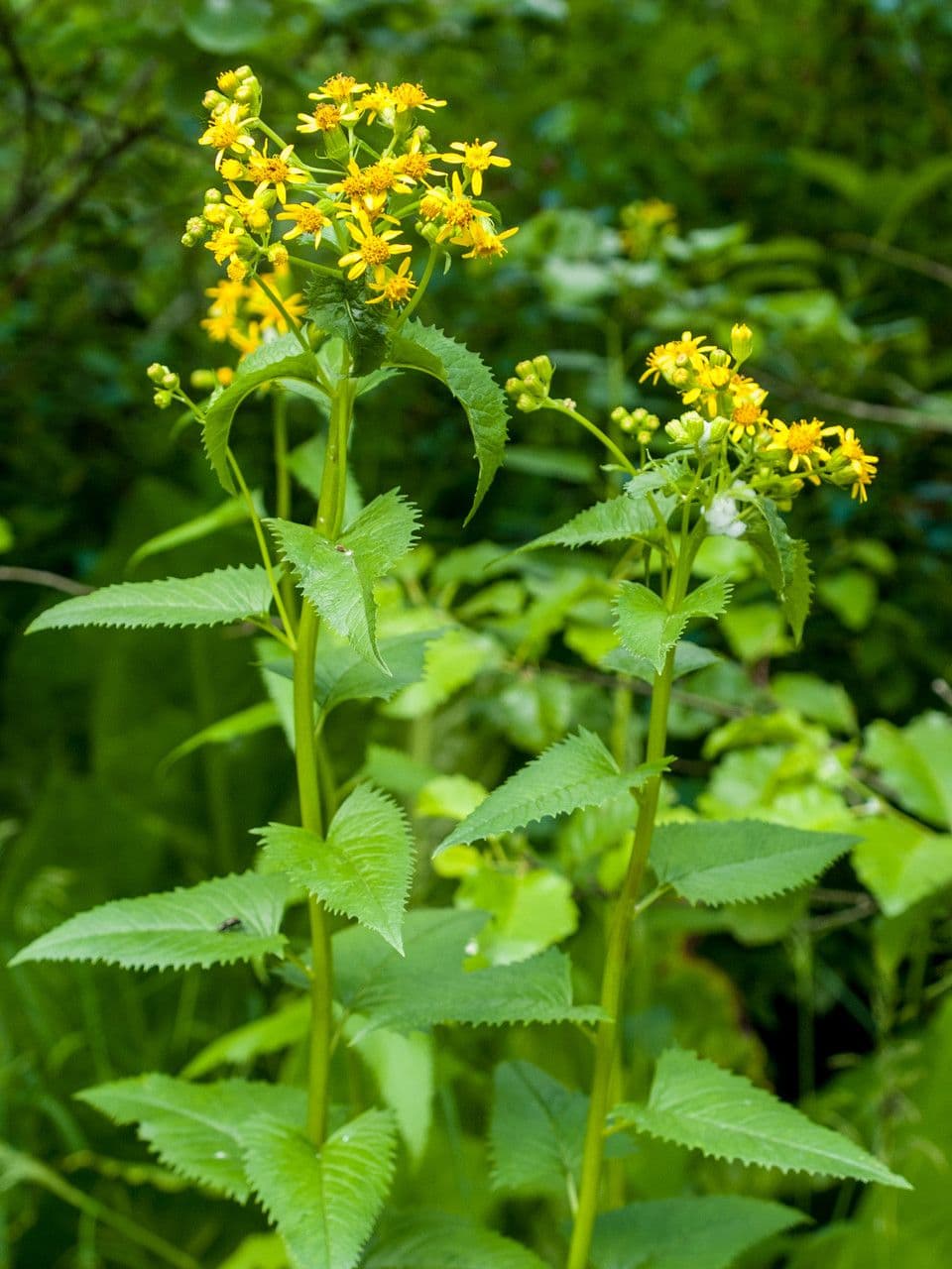 Senecio triangular 4