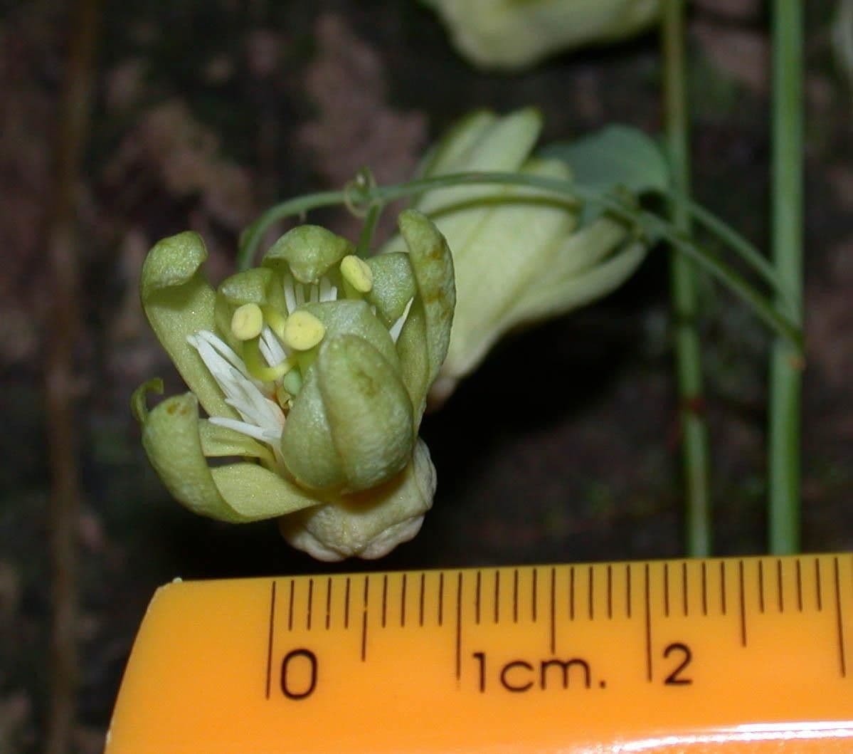 Passiflora 5