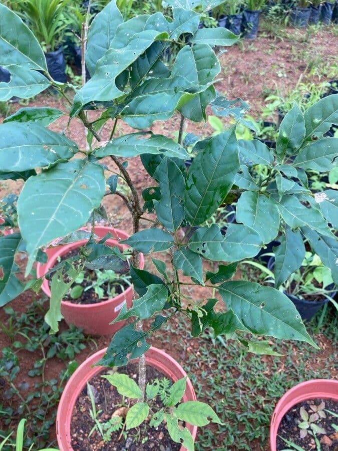Handroanthus 6