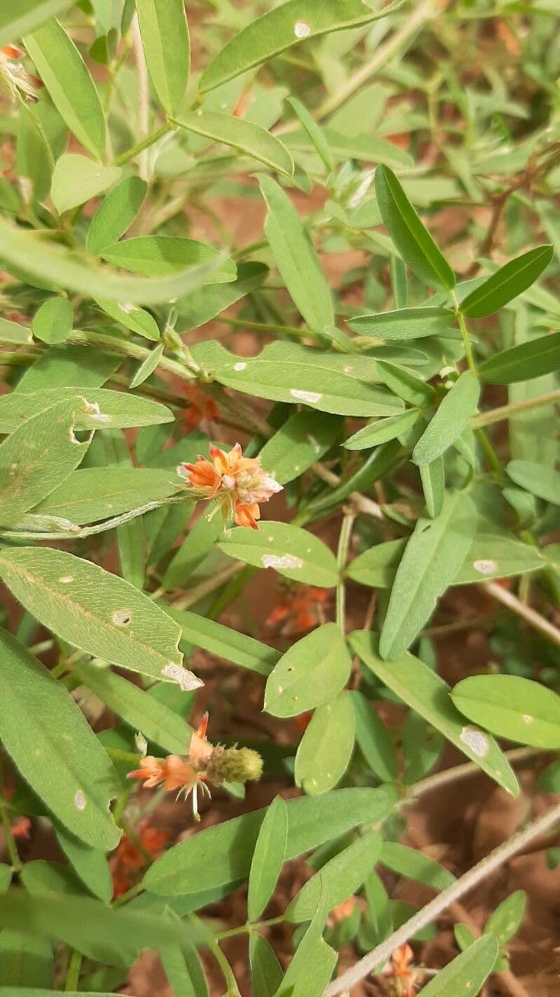 Indigofera 5
