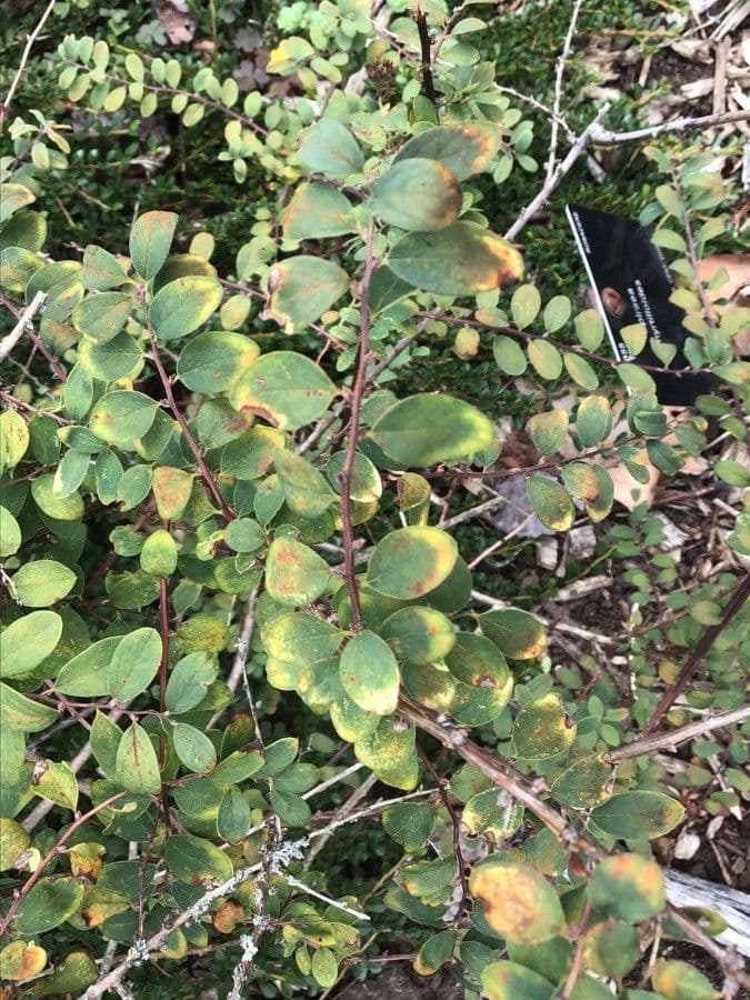 Spirea