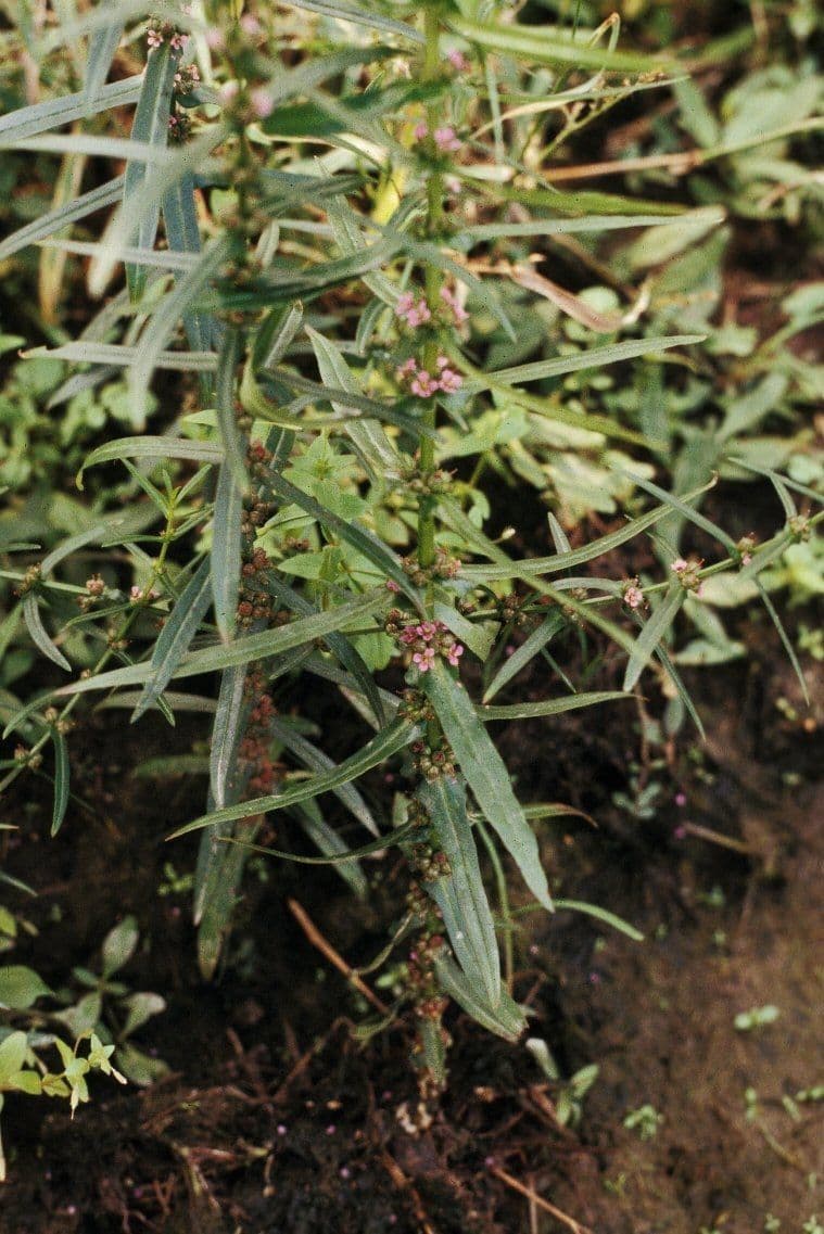 Ammannia 8