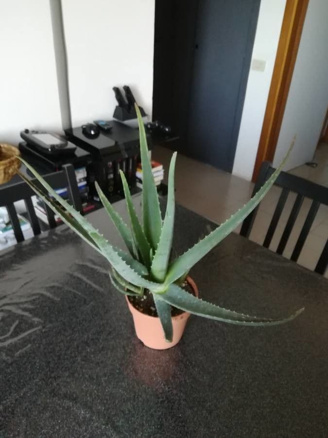 Aloe vera 10