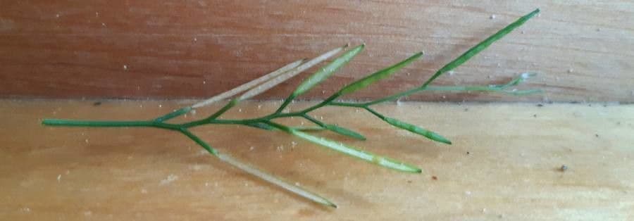 Cardamine flexueuse 5
