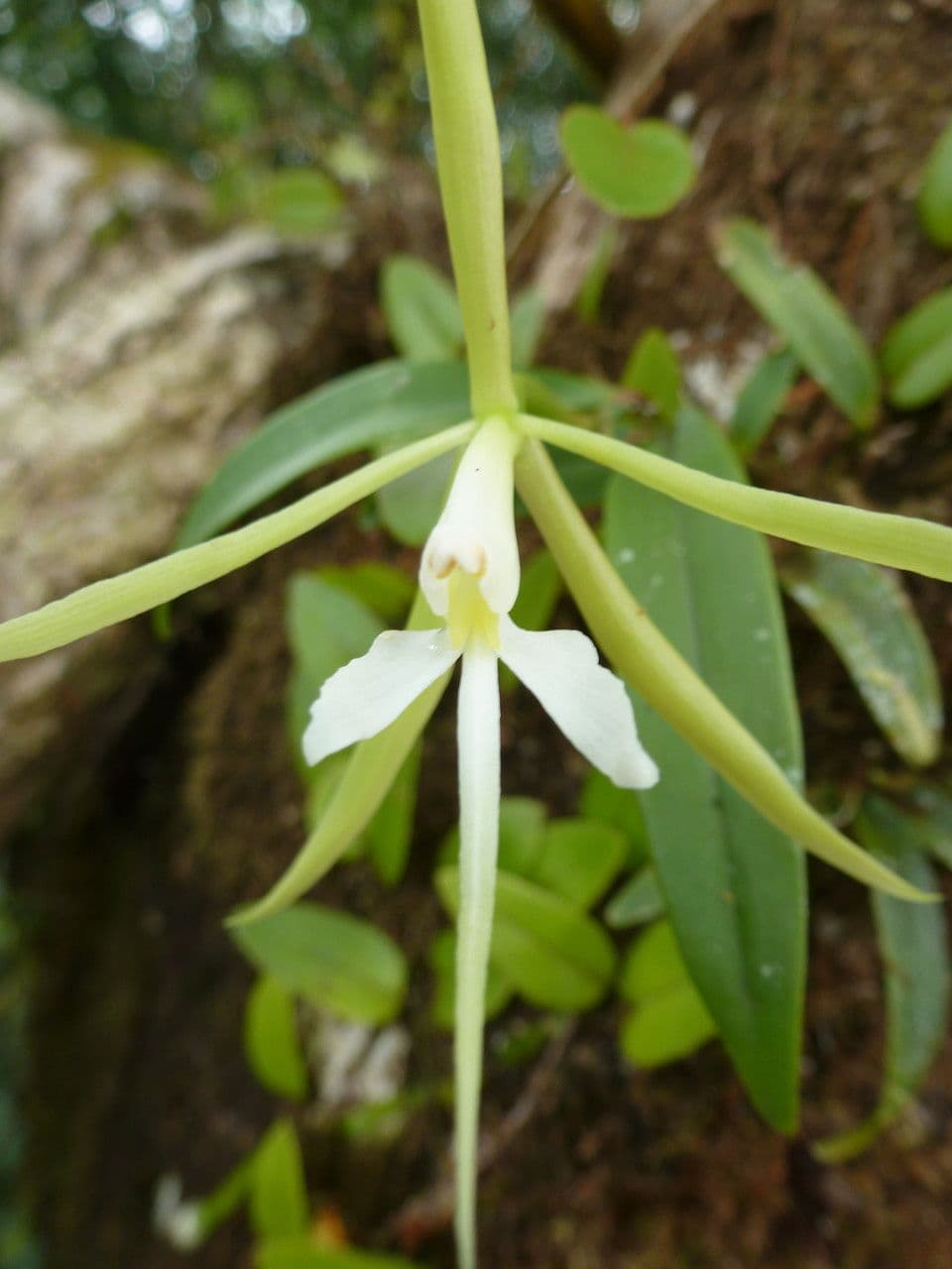 Orchidée nocturne 6