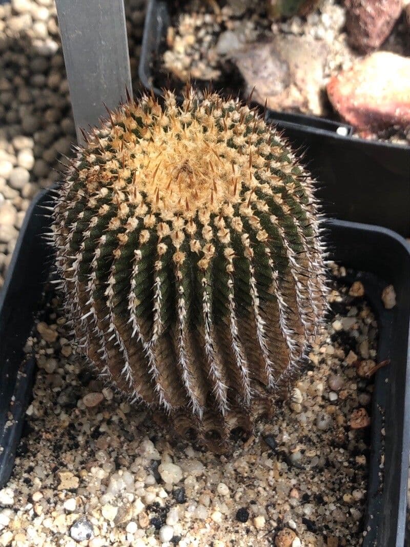 Uebelmannia