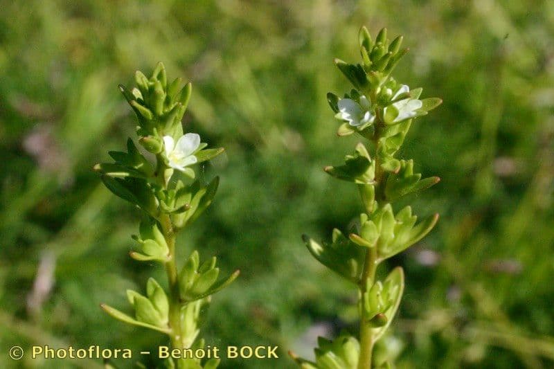 Veronica forestiera 26