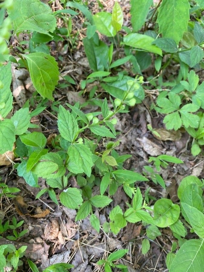 Scutellaria comune 5