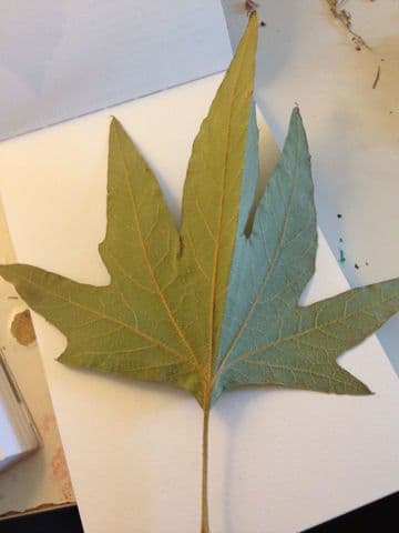 Platano della California 30