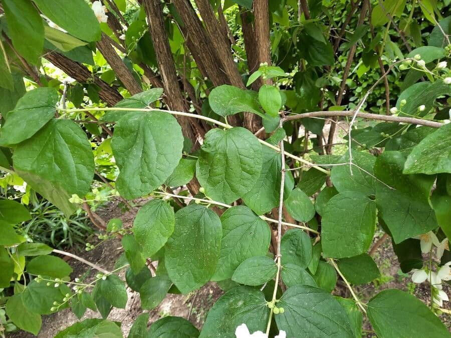 Pachysandra plstnatá 13