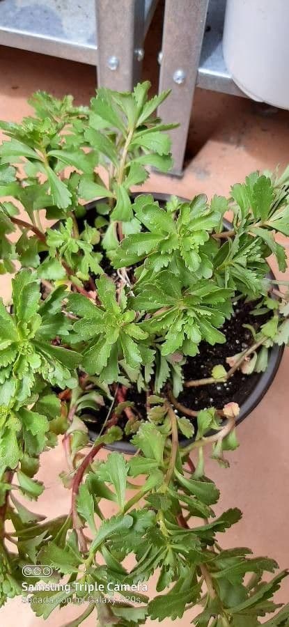 Sassifraga cuneata 12