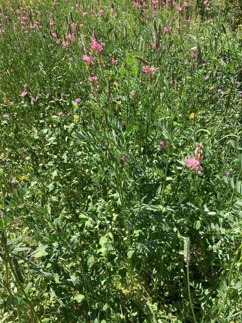 Sulla arenaria 9