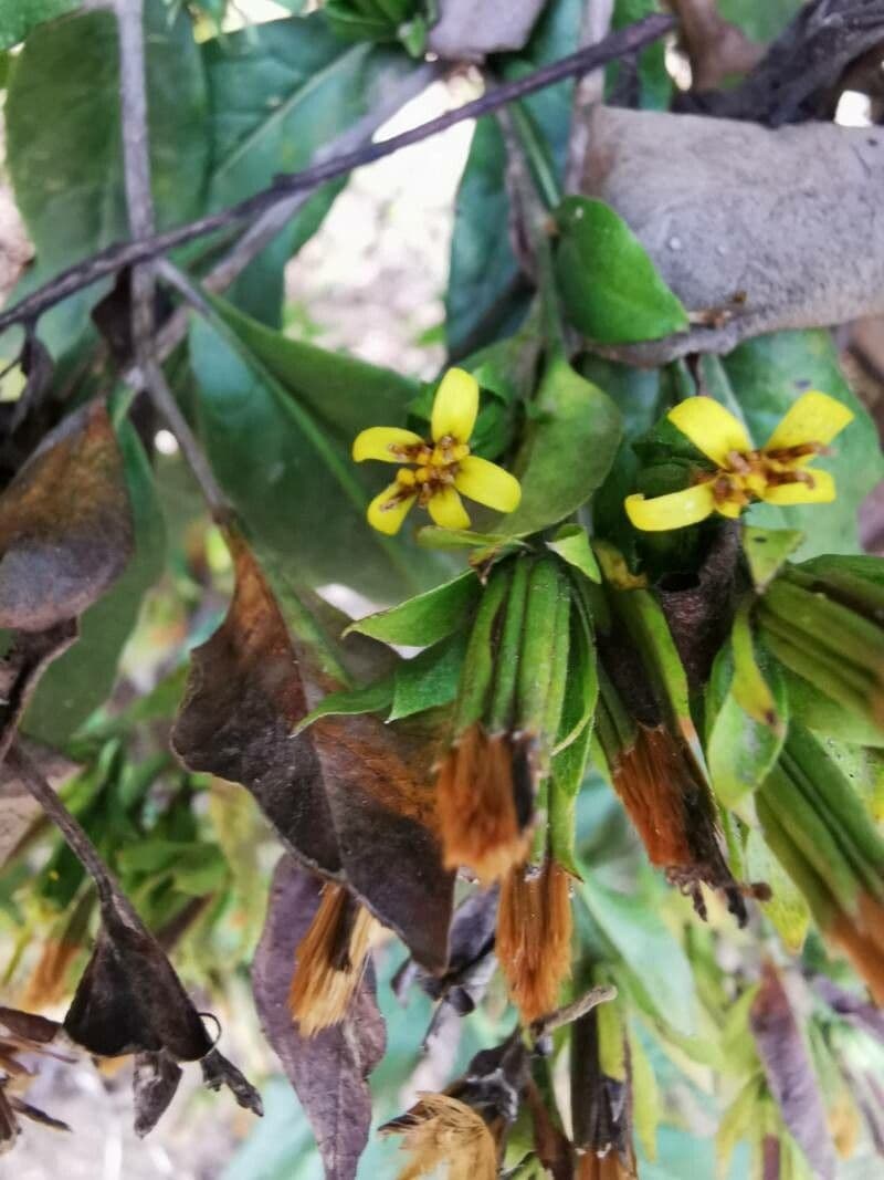 Trixis inula