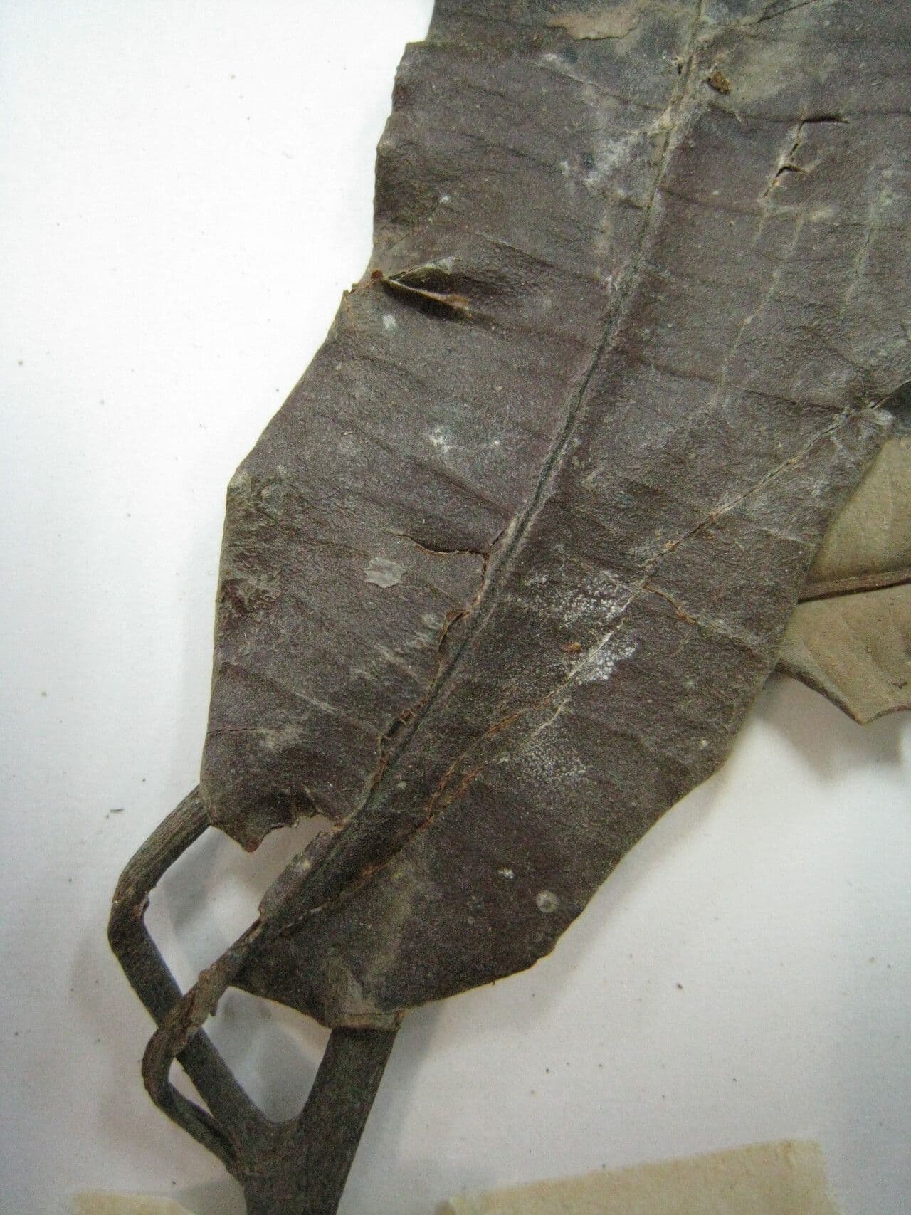 Aspidosperma 3