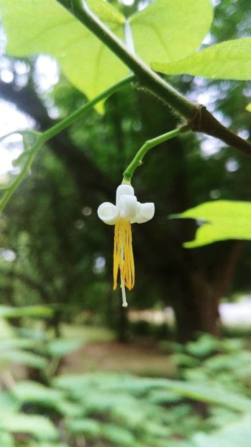 Alangium platanolisté 5