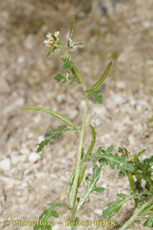Erucastrum supinum 6