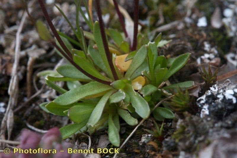 Draba di Fladnitz 6