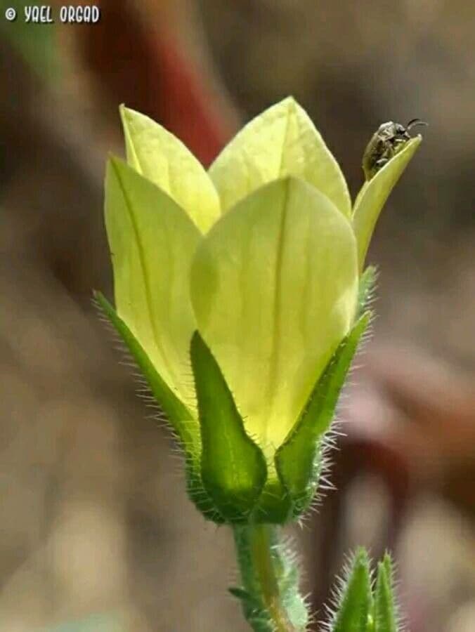 Campanula 2