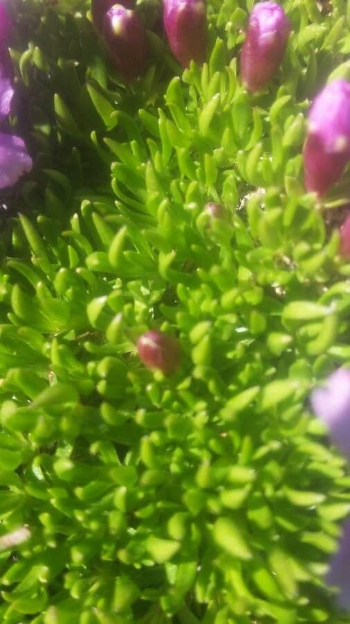 Silene a cuscinetto 20
