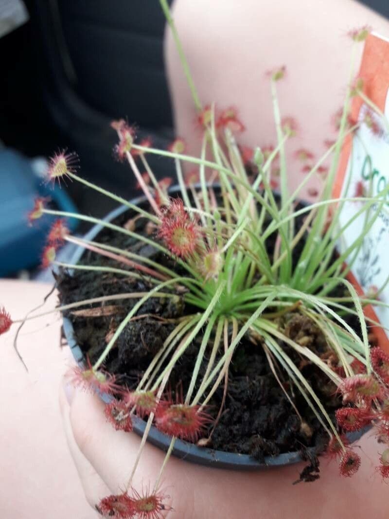 Drosera