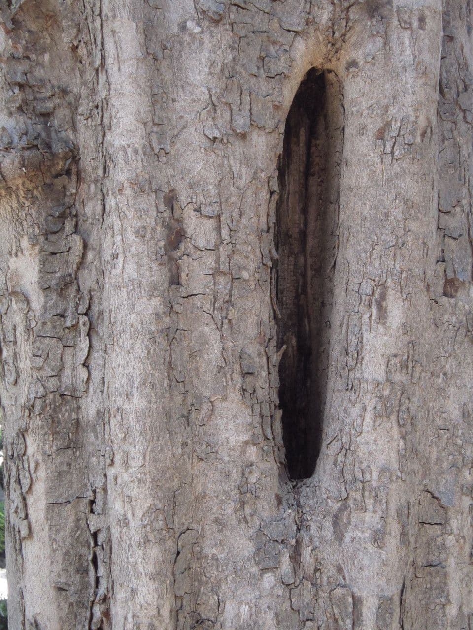 Harpullia pendula 14