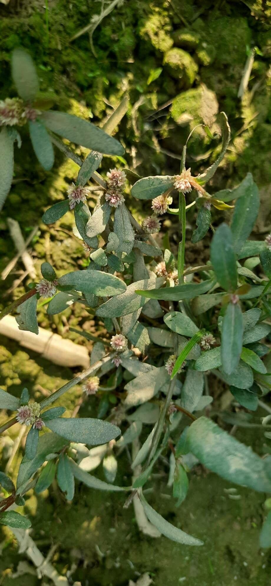 Alternanthera sessilis 4