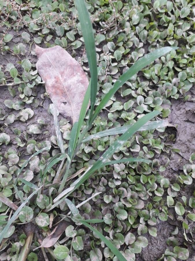 Paspalum setaceum 3