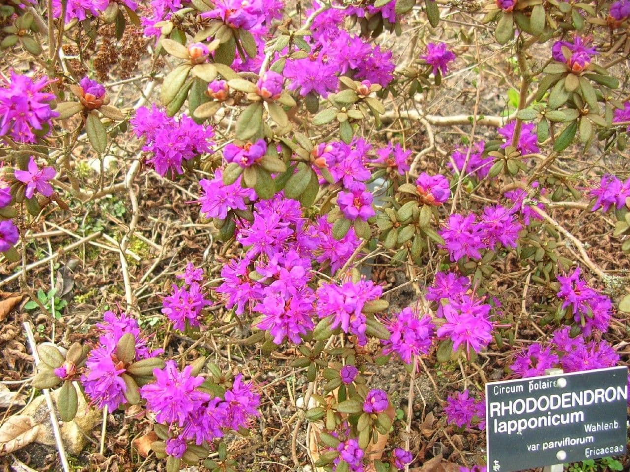 Rododendro lapponico 10