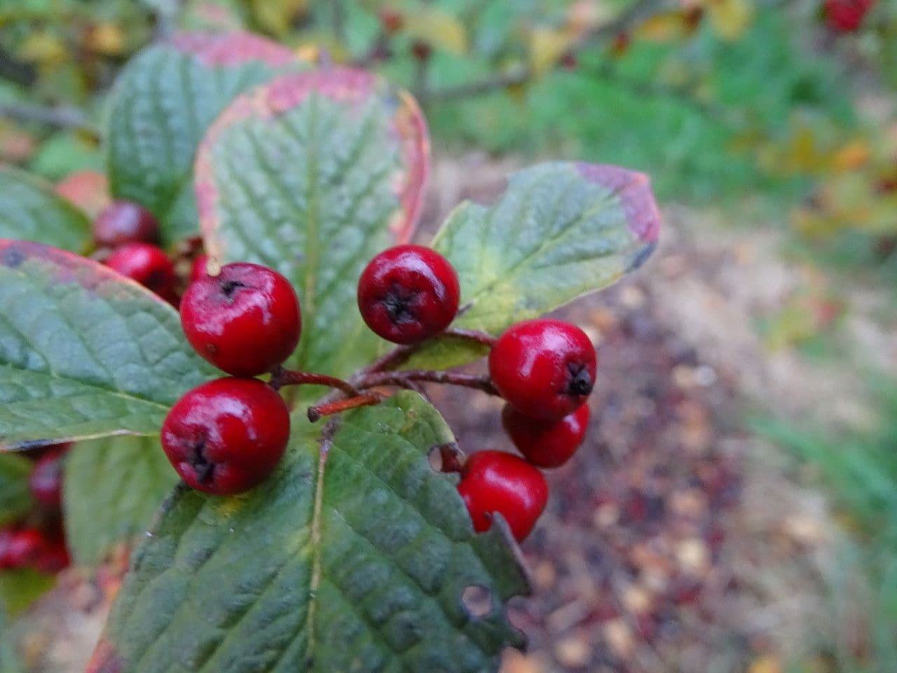 Cotoneaster di Rehder