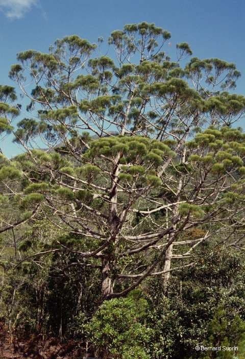 Gymnostoma 9